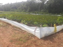 Mirigama Nursery